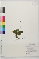 倒卵葉裂緣花藏品圖，第1張