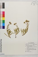 玉山飛蓬藏品圖，第1張