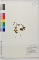高山沙參藏品圖，第1張