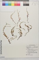 合歡柳葉菜藏品圖，第1張
