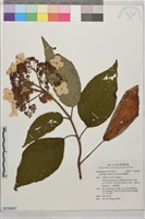 高山藤繡球藏品圖，第1張