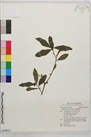 臺灣瑞香藏品圖，第1張