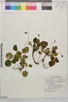 圓葉裂緣花藏品圖，第1張