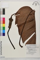 鈍裂雷公連藏品圖，第1張