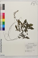 早田氏鼠尾草藏品圖，第1張