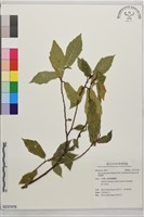菱葉濱榕藏品圖，第1張