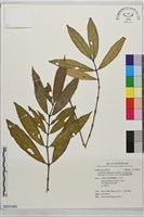 臺東雞屎樹藏品圖，第1張