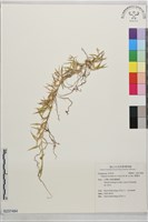 芻蕾草藏品圖，第1張