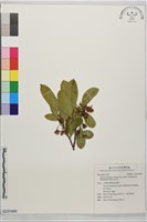 森氏紅淡比藏品圖，第1張