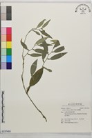 柚葉藤藏品圖，第1張