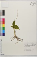 齒唇羊耳蒜、齒唇羊耳蘭藏品圖，第1張