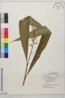 山月桃藏品圖，第1張