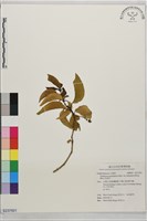 枯里珍藏品圖，第1張