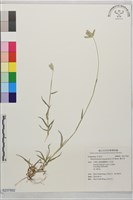 龍爪茅藏品圖，第1張