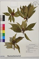 木荷藏品圖，第1張
