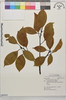 牛樟藏品圖，第1張