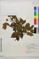 牛樟藏品圖，第1張