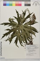 高山破傘菊藏品圖，第1張