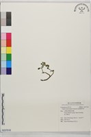 星果佛甲草藏品圖，第1張