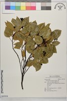 牛樟藏品圖，第1張
