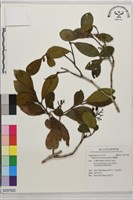 珊瑚樹藏品圖，第1張