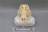 梅花鹿骨藏品圖，第5張
