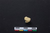 梅花鹿骨藏品圖，第2張