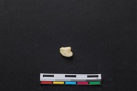 梅花鹿骨藏品圖，第2張