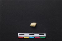 梅花鹿骨藏品圖，第3張