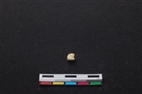 梅花鹿骨藏品圖，第3張