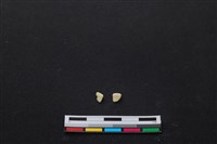 梅花鹿骨藏品圖，第2張