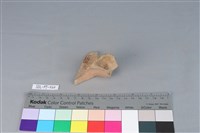 連杯形器藏品圖，第2張