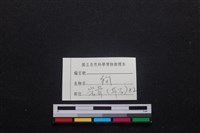 家犬藏品圖，第3張