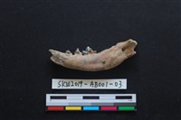 家犬藏品圖，第1張