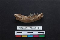 家犬藏品圖，第2張