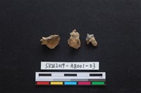 家犬藏品圖，第3張