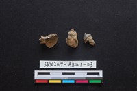 家犬藏品圖，第4張