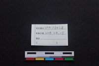 家犬藏品圖，第6張