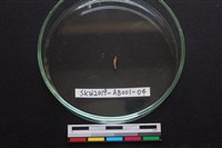 家犬藏品圖，第1張