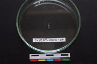 家犬藏品圖，第2張