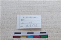 家犬藏品圖，第2張