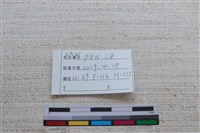 家犬藏品圖，第3張