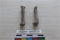 家犬藏品圖，第1張