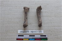 家犬藏品圖，第2張