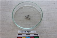 家犬藏品圖，第3張