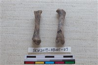 家犬藏品圖，第2張