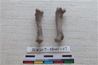 家犬藏品圖，第3張