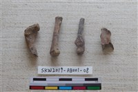 家犬藏品圖，第2張