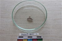 家犬藏品圖，第1張