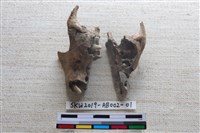 家犬藏品圖，第1張